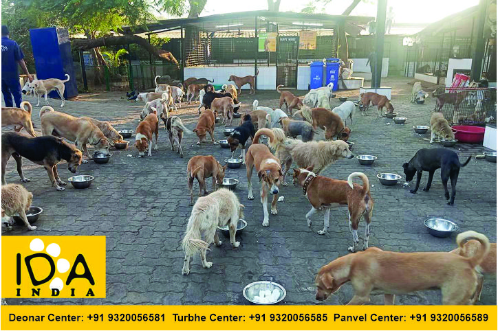 In Defense of Animals (India): A Dedicated Organization for Animal Welfare and Rescue